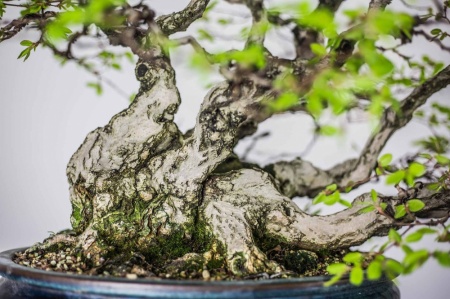 Bonsai - Grab koreański (Carpinus koreana)