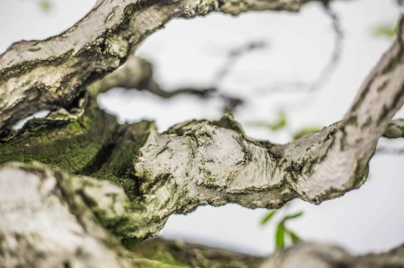 Bonsai - Grab koreański (Carpinus koreana)