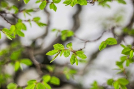 Bonsai - Grab koreański (Carpinus koreana)