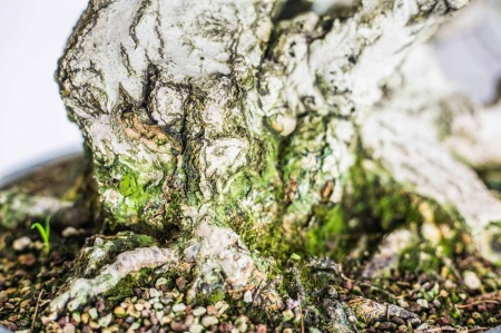 Bonsai - Grab koreański (Carpinus koreana)