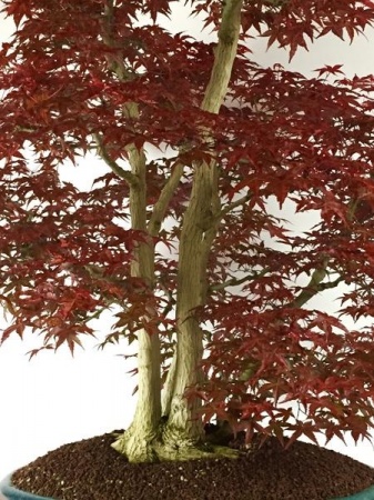 acer palmatum